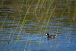 American Coot In Reeds